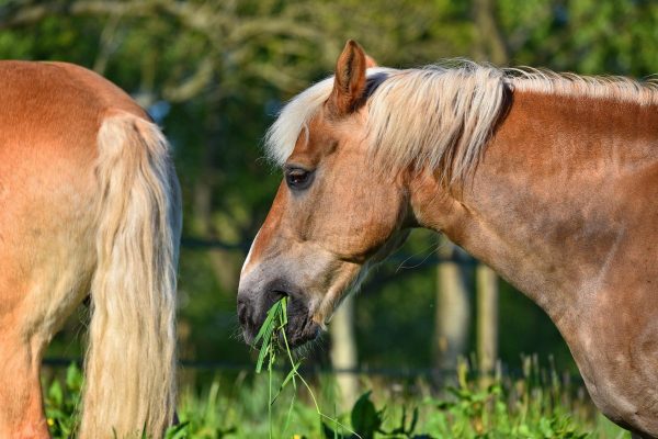 Are Trace Minerals Good For Your Horse’s Diet?