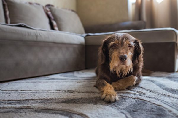 How To Help A Dog With Arthritis