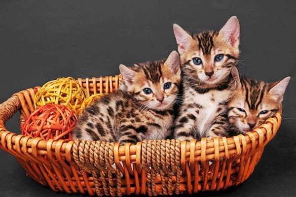 Things To Remember Before Buying Bengal Kittens