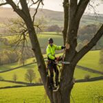 Tree Surgeon